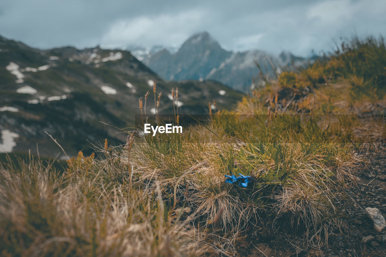 Blue gentian flowers in a wild alpine landscape against mountain range