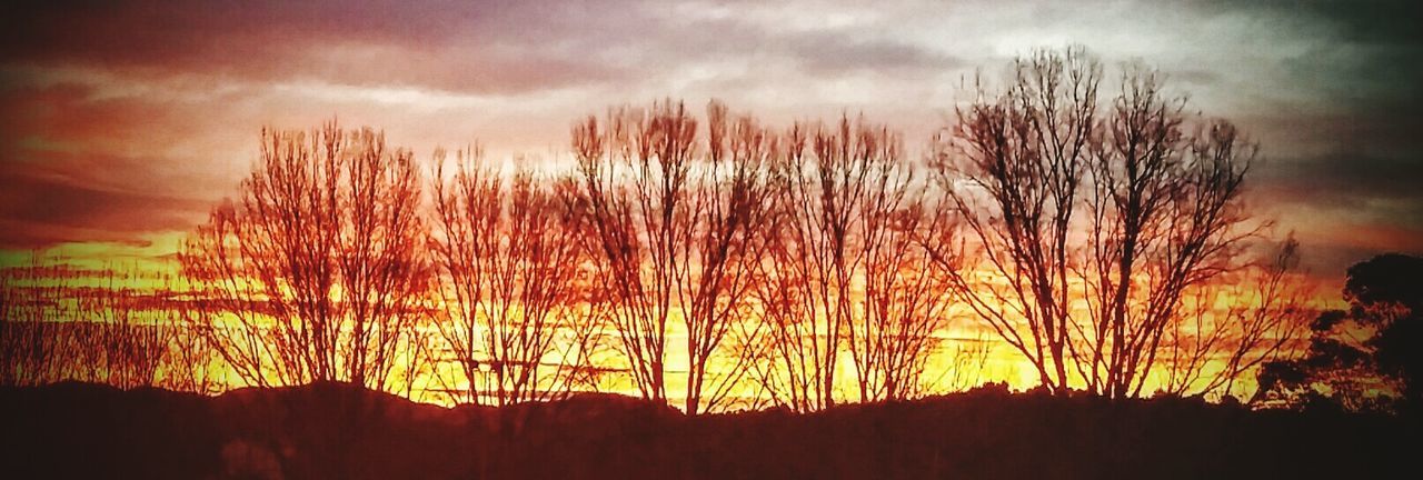 SILHOUETTE OF TREES ON LANDSCAPE AT SUNSET