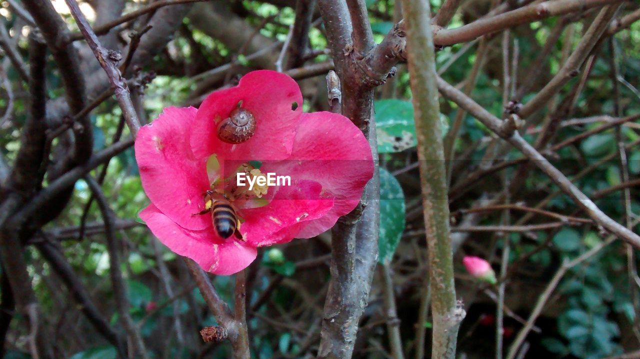 CLOSE-UP OF PINK FLOWER ON BRANCH AGAINST BLURRED BACKGROUND