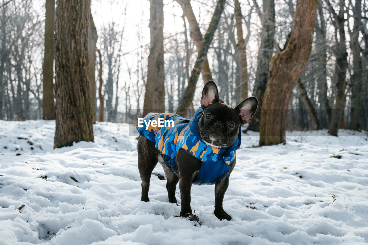 Full length of dog standing on snow covered land