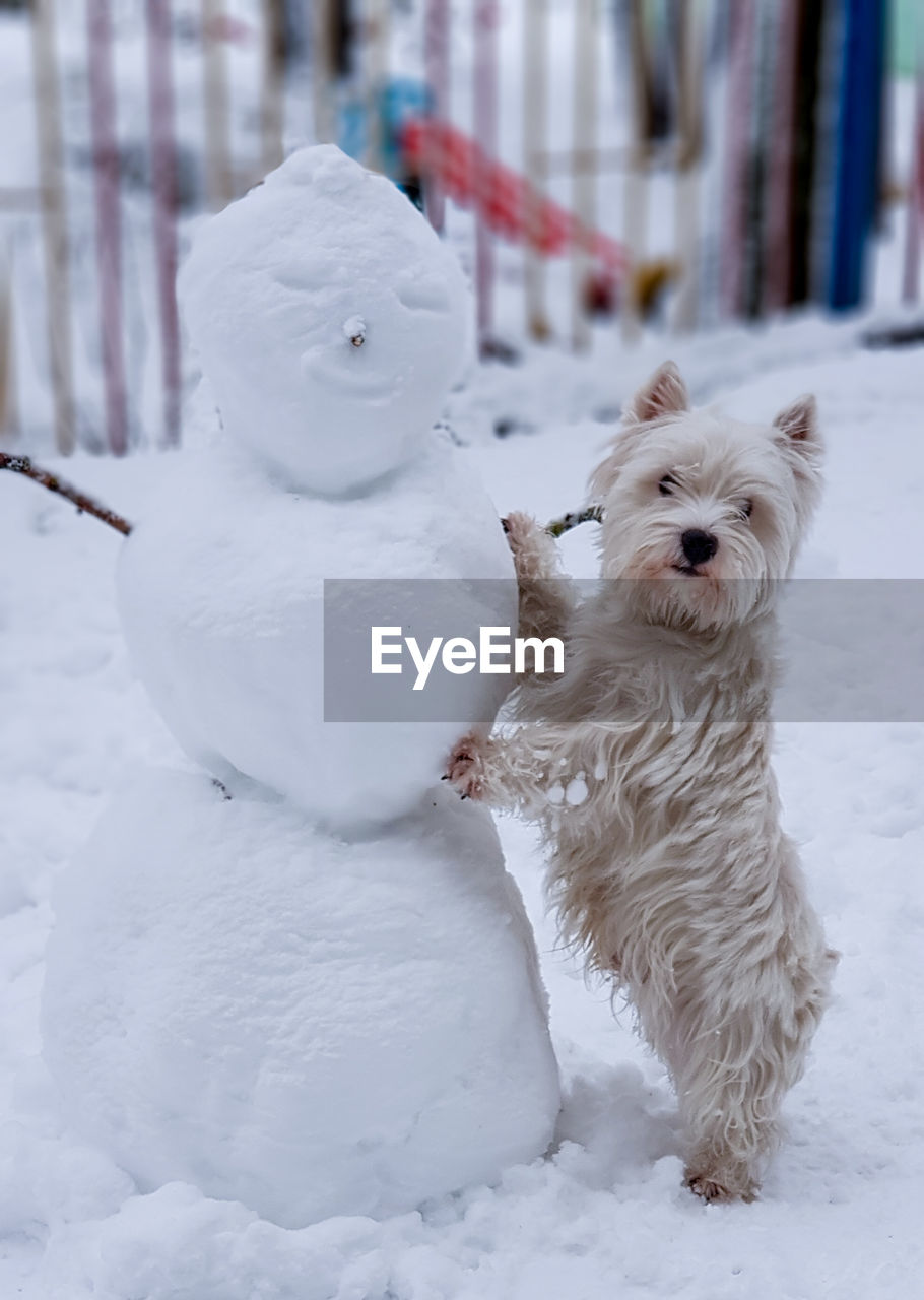 White dog on snow