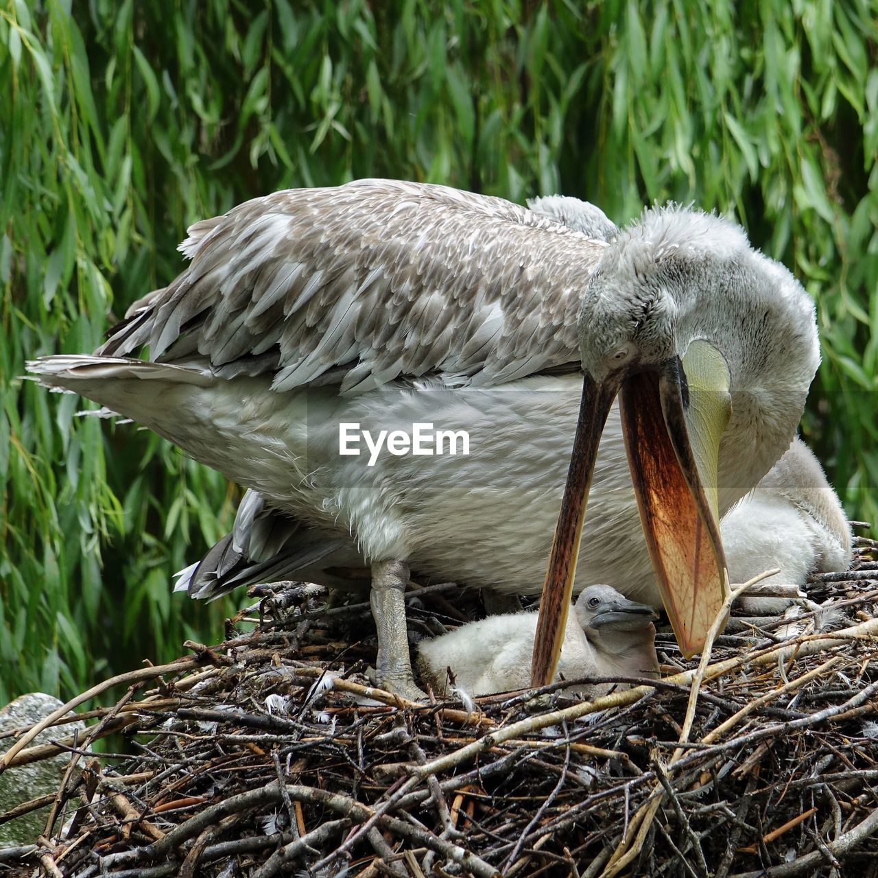 CLOSE-UP OF BIRD PERCHING ON LOG