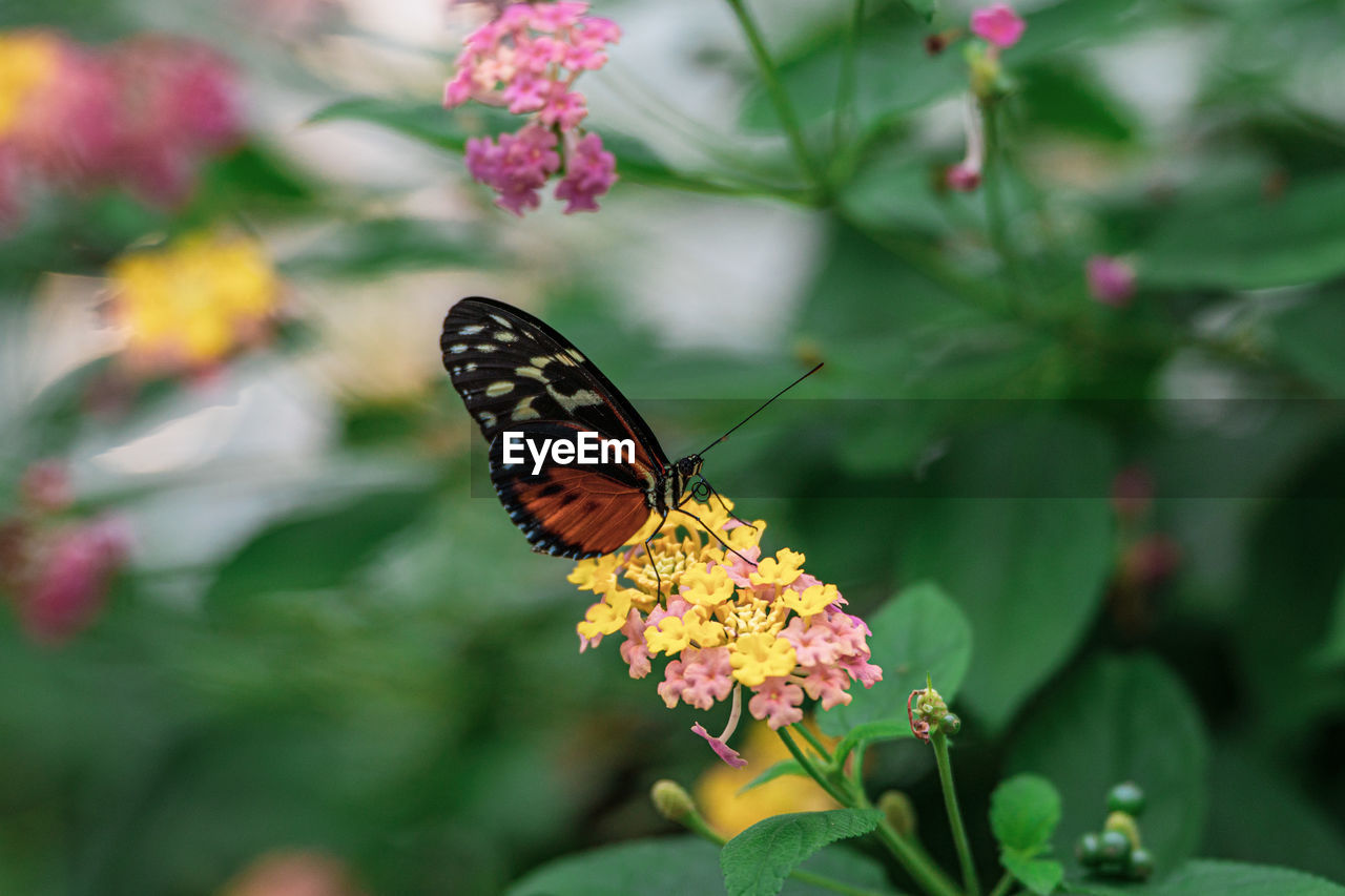 flower, beauty in nature, flowering plant, moths and butterflies, butterfly, animal wildlife, animal themes, animal, insect, plant, animal wing, nature, one animal, freshness, wildlife, fragility, close-up, monarch butterfly, animal body part, plant part, macro photography, no people, leaf, summer, multi colored, outdoors, feeding, lantana camara, food, pink, petal, eating, pollination, flower head, focus on foreground, environment, growth