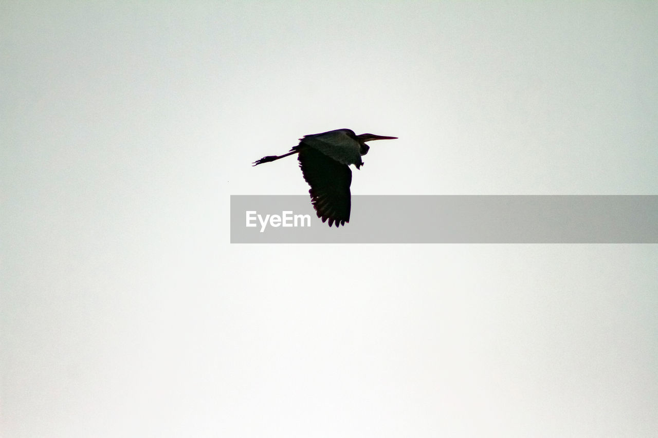 LOW ANGLE VIEW OF BIRDS FLYING AGAINST CLEAR SKY