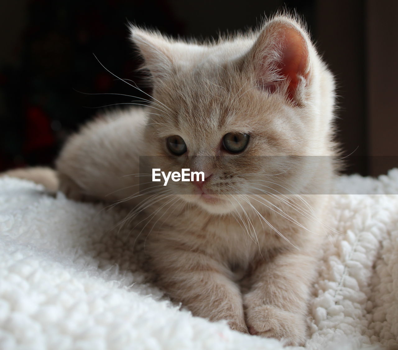 British shorthair kitten relaxing at home