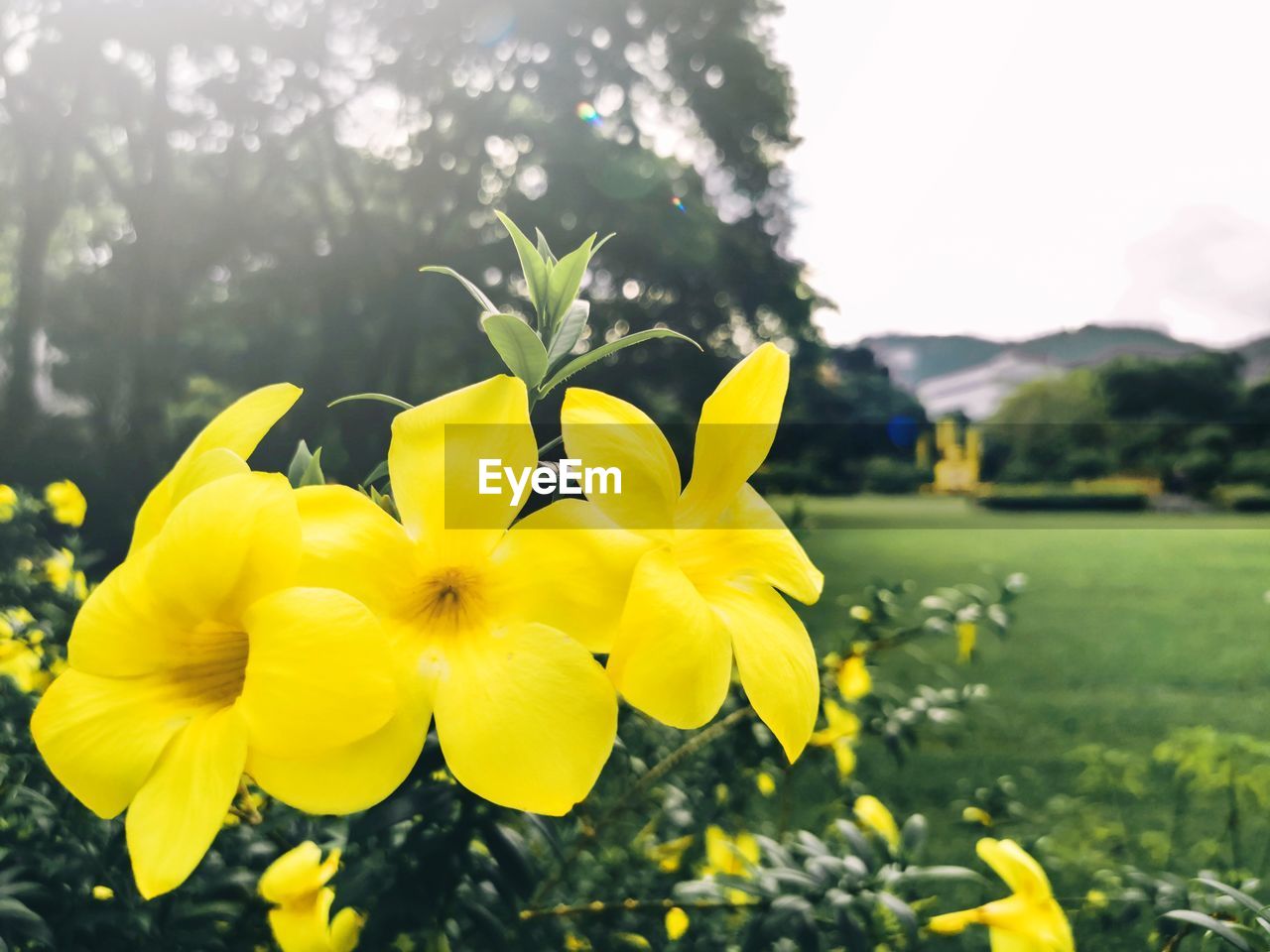 flower, flowering plant, plant, yellow, freshness, beauty in nature, nature, fragility, flower head, petal, growth, inflorescence, close-up, springtime, focus on foreground, blossom, no people, meadow, outdoors, daffodil, vibrant color, sky, sunlight, day, environment, landscape, tranquility, land, wildflower
