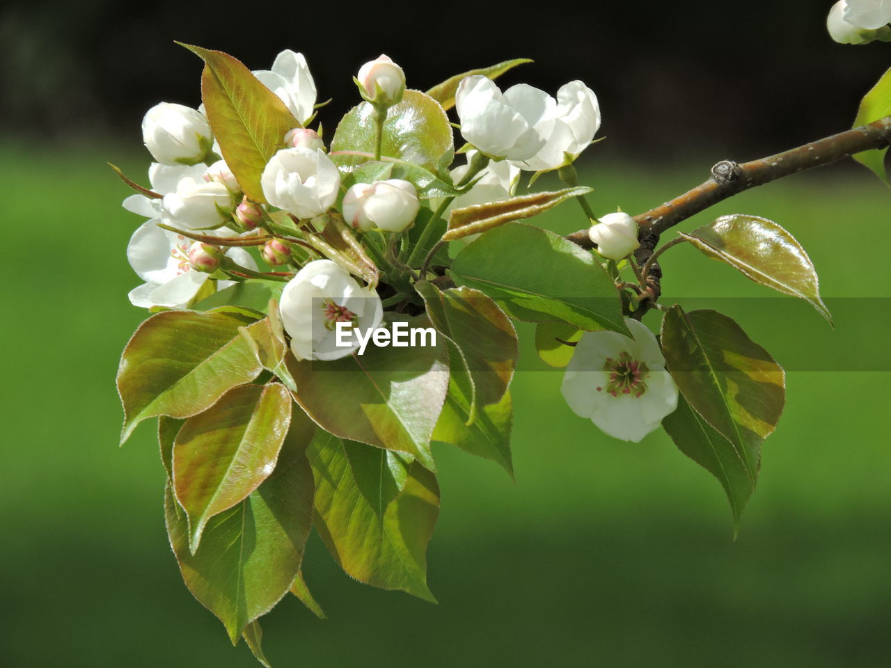 CLOSE-UP OF FRESH WHITE FLOWERING PLANTS