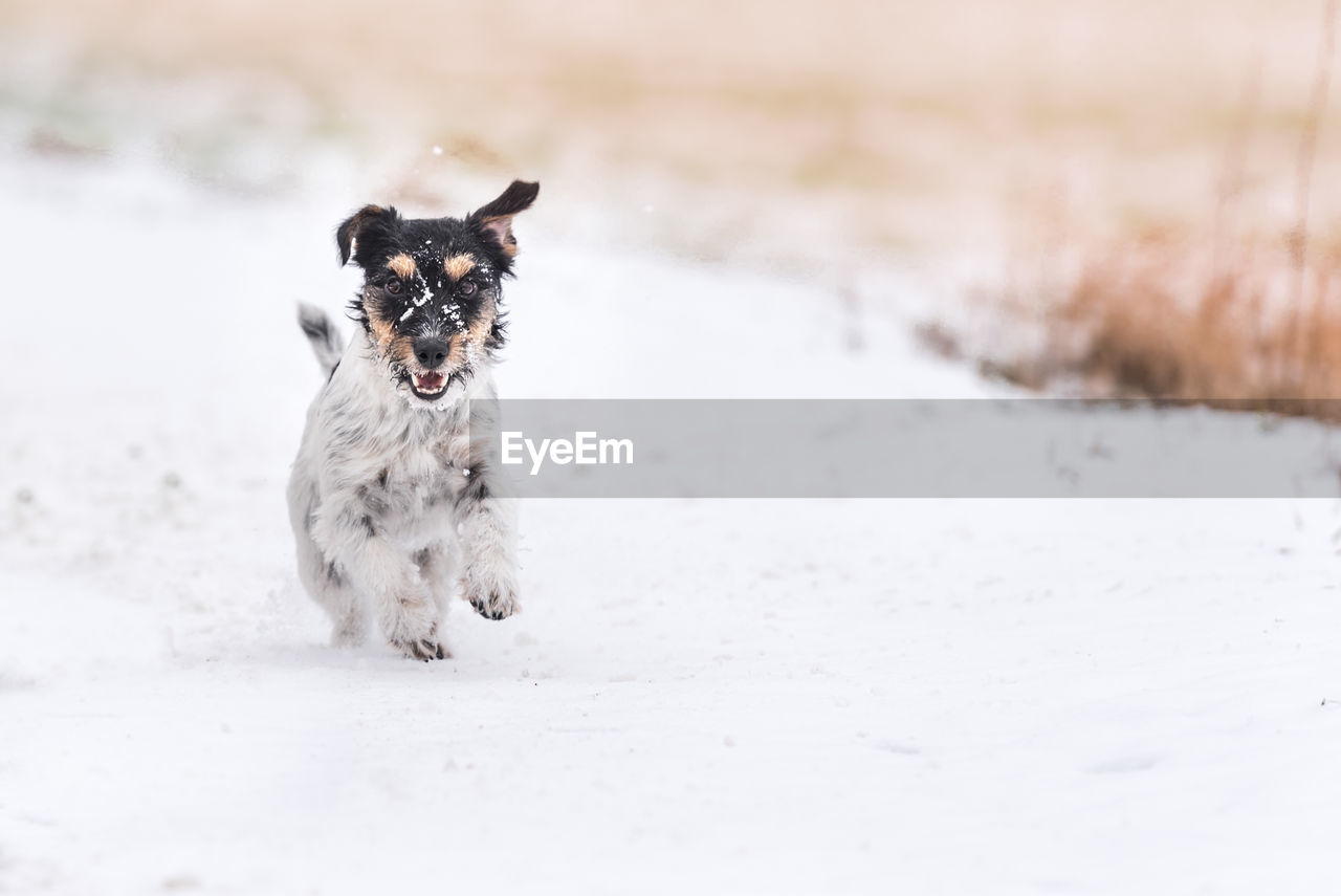 DOG ON SNOW COVERED FIELD