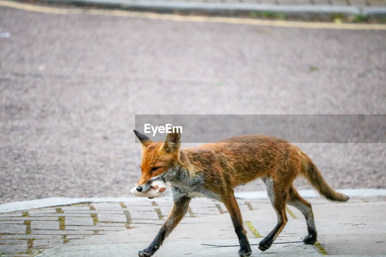 Urban fox carrying food scraps, england, uk