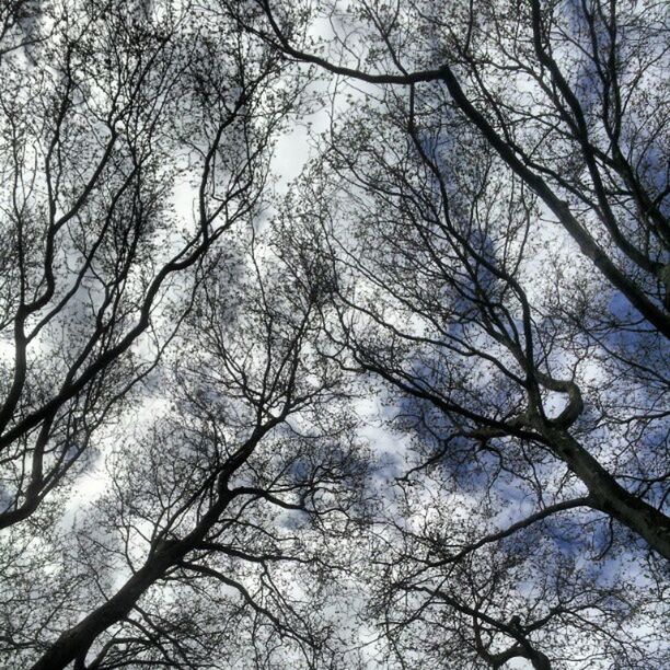 LOW ANGLE VIEW OF BARE TREES AGAINST SKY