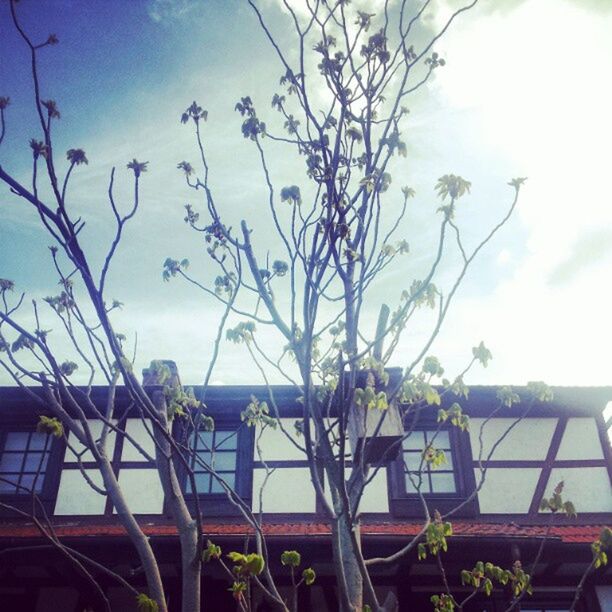 VIEW OF PLANTS AGAINST THE SKY