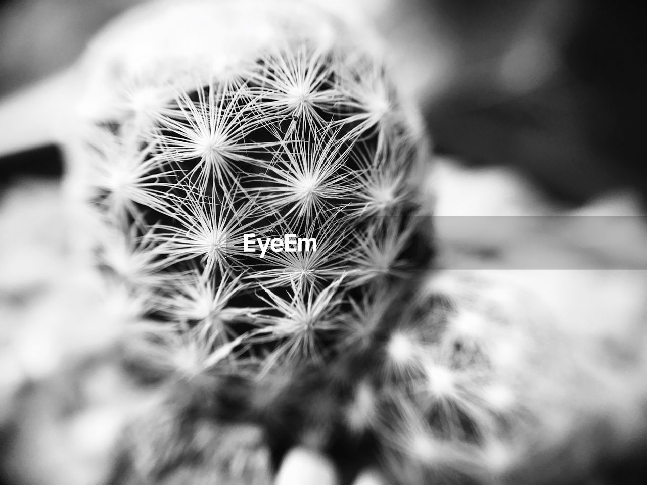 CLOSE-UP OF CACTUS PLANTS