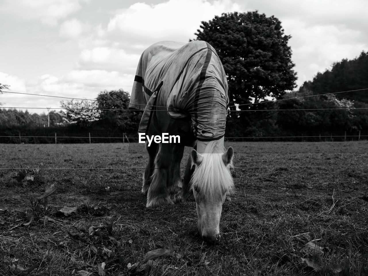 White horse in a field