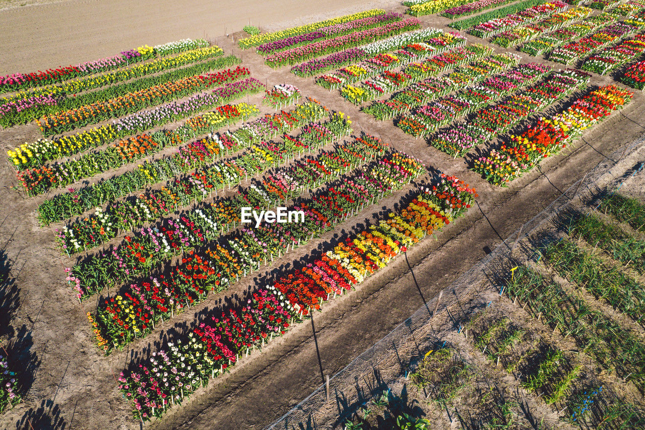 agriculture, high angle view, rural scene, plant, food and drink, in a row, landscape, growth, field, crop, abundance, flower, food, nature, land, healthy eating, farm, freshness, multi colored, large group of objects, soil, day, fruit, no people, environment, outdoors, vegetable, aerial view, business, beauty in nature, flowering plant, order, harvesting, organic, arrangement, sunlight