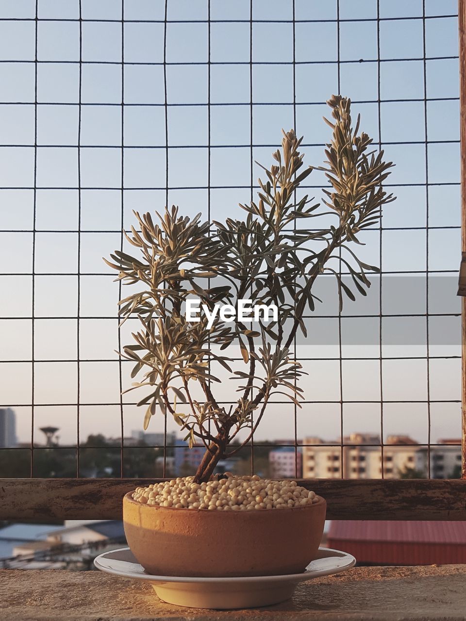 CLOSE-UP OF POTTED PLANT ON TABLE BY STREET