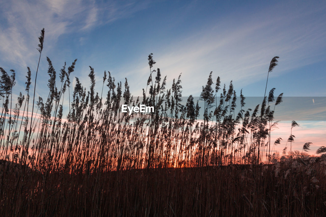 Plants growing on land against sky during sunset