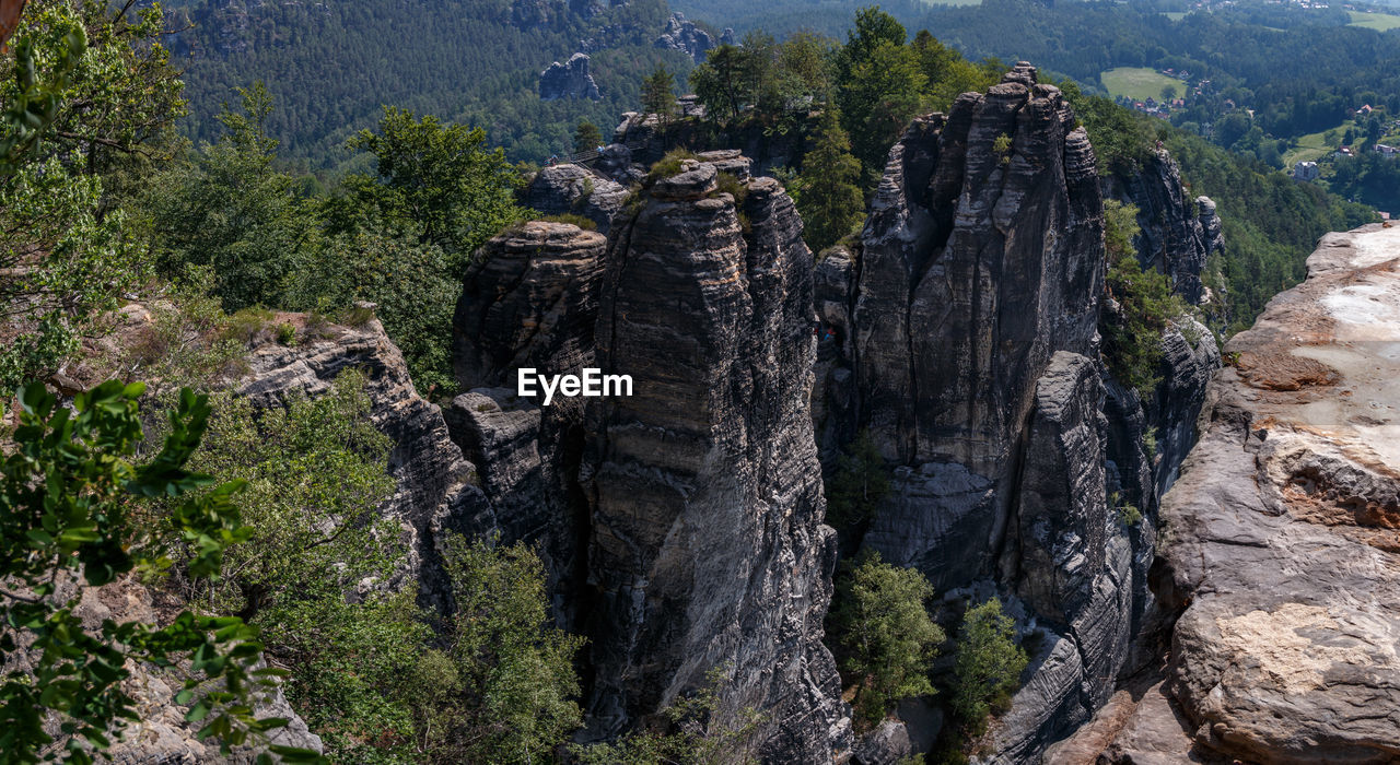 PANORAMIC VIEW OF PINE TREES AND MOUNTAINS