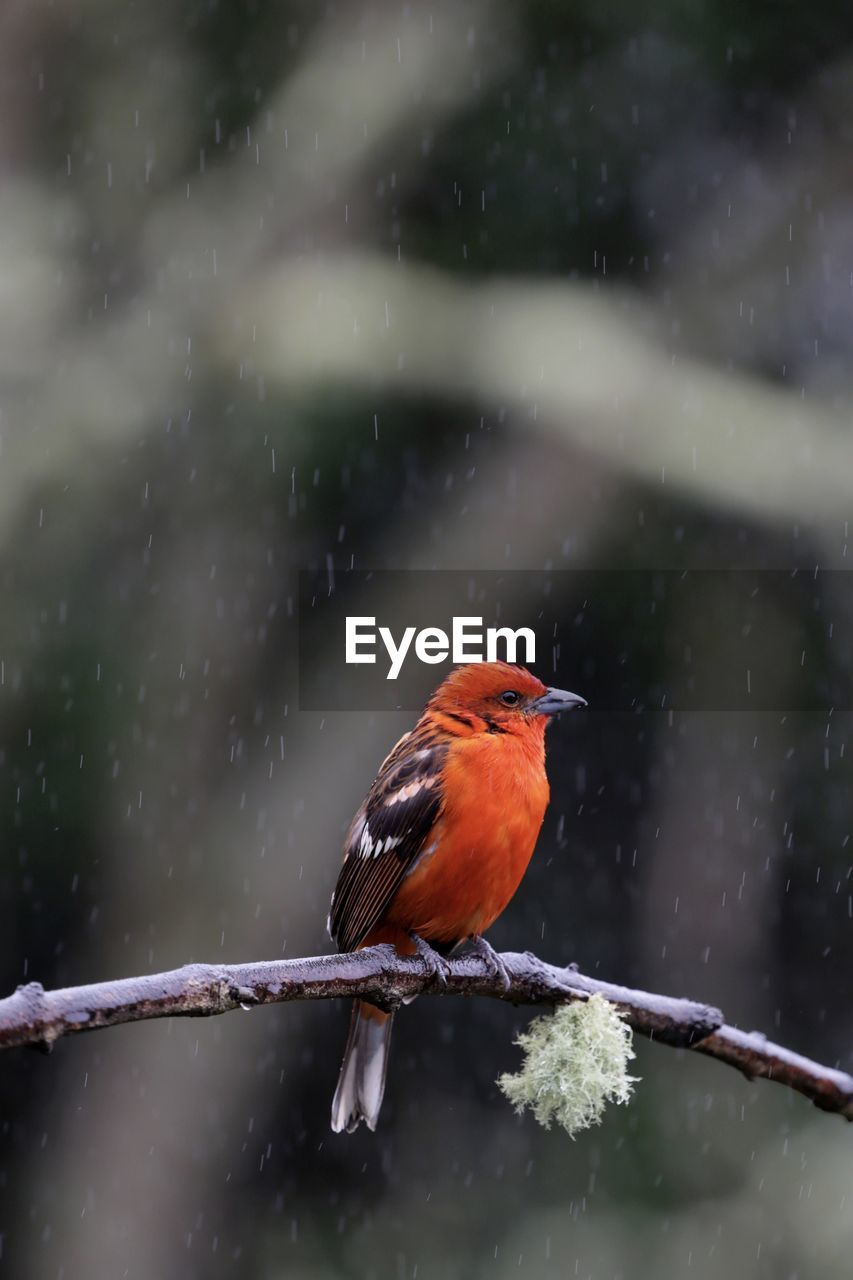 Close-up of bird perching on water