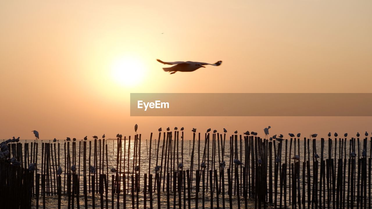 SILHOUETTE BIRD FLYING OVER WOODEN POST AGAINST SKY DURING SUNSET