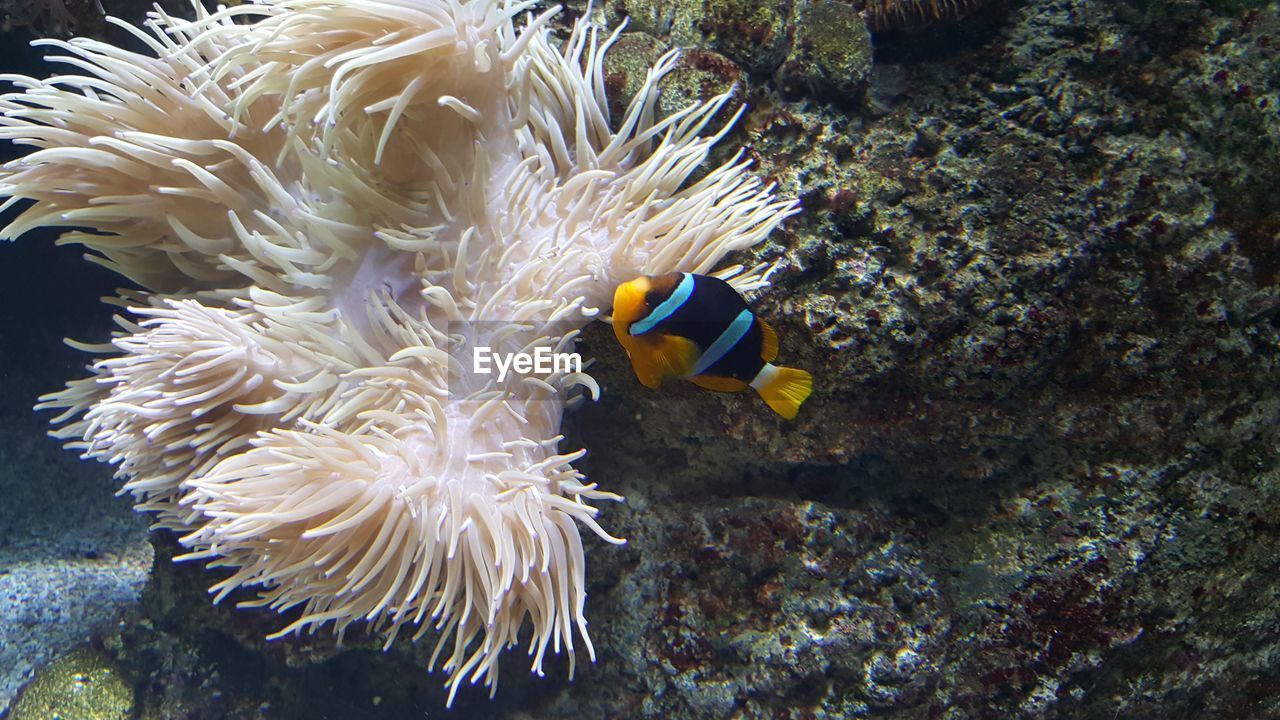 FISH SWIMMING UNDERWATER