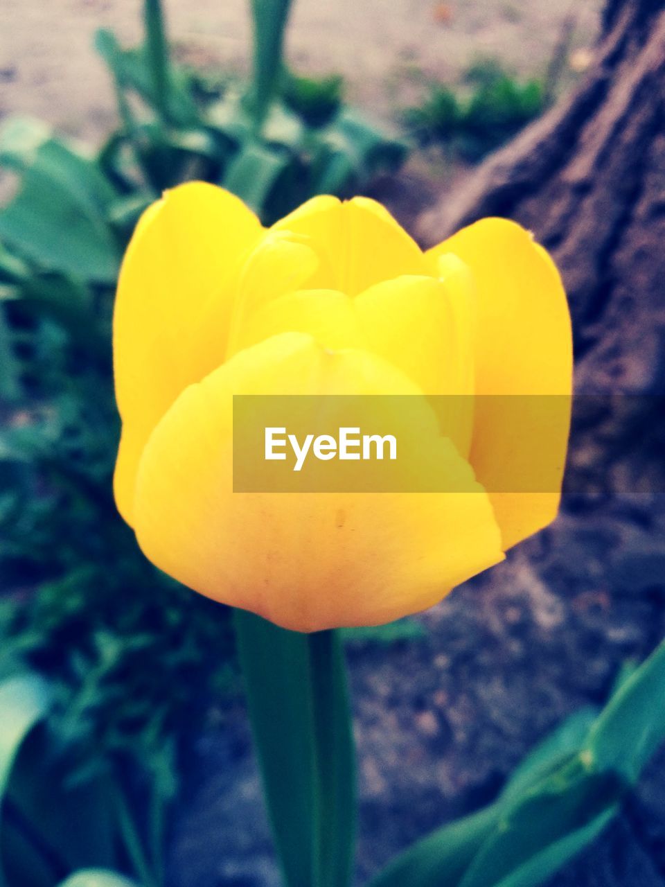 CLOSE-UP OF YELLOW FLOWER