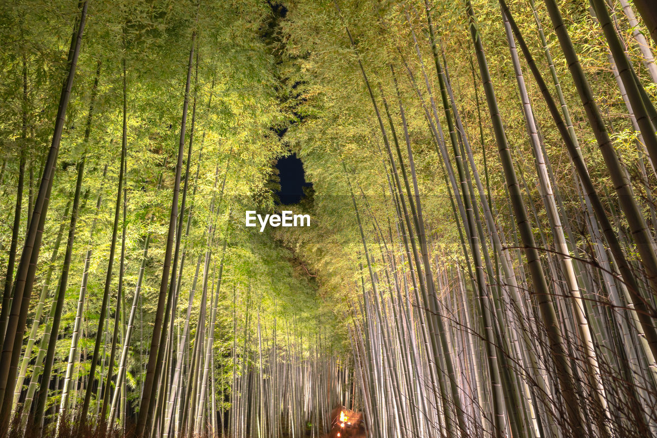 Arashiyama bamboo grove zen garden light up at night, a forest of bamboo in arashiyama, kyoto, japan