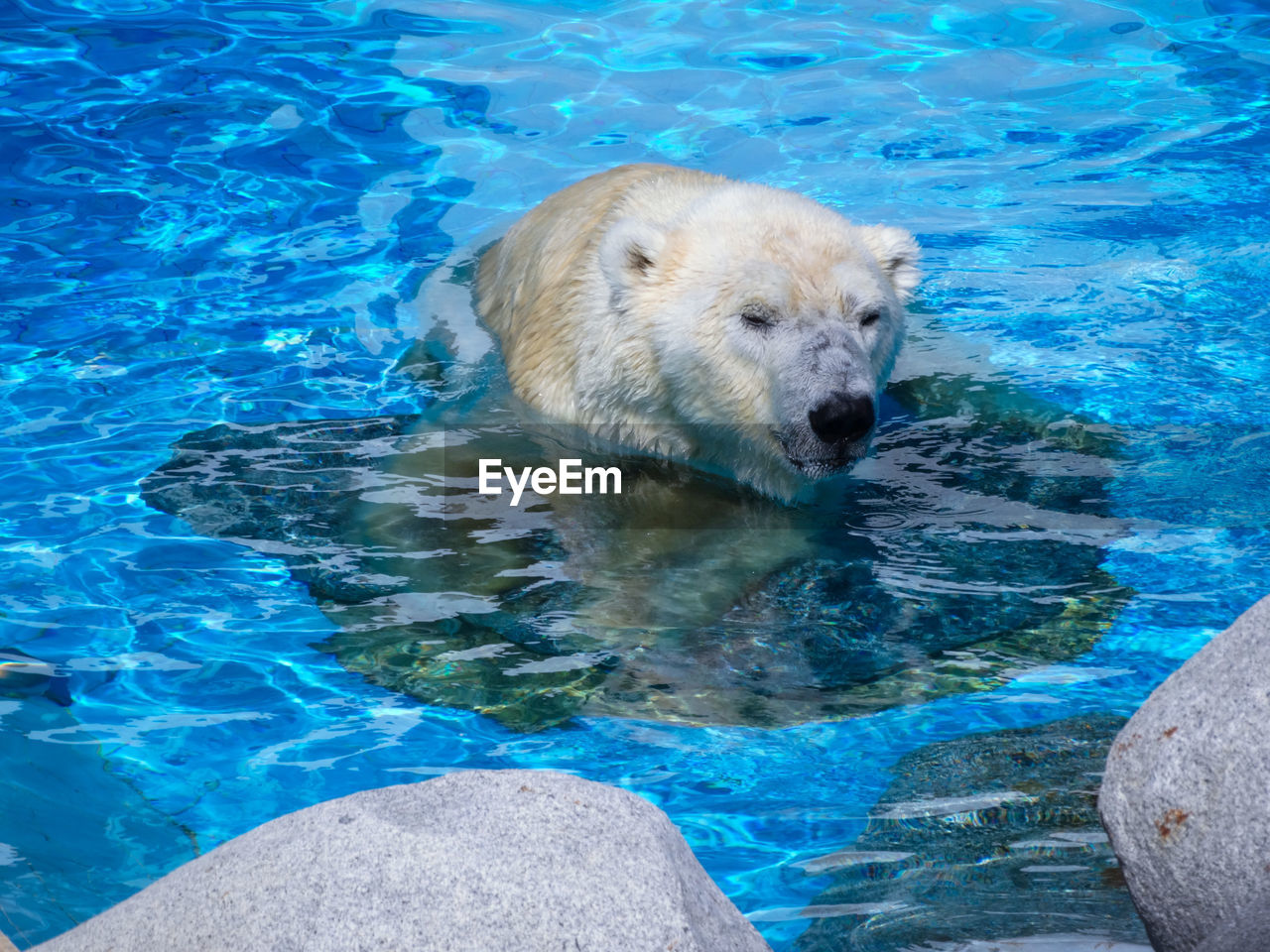 High angle view of polar bear swimming in sea