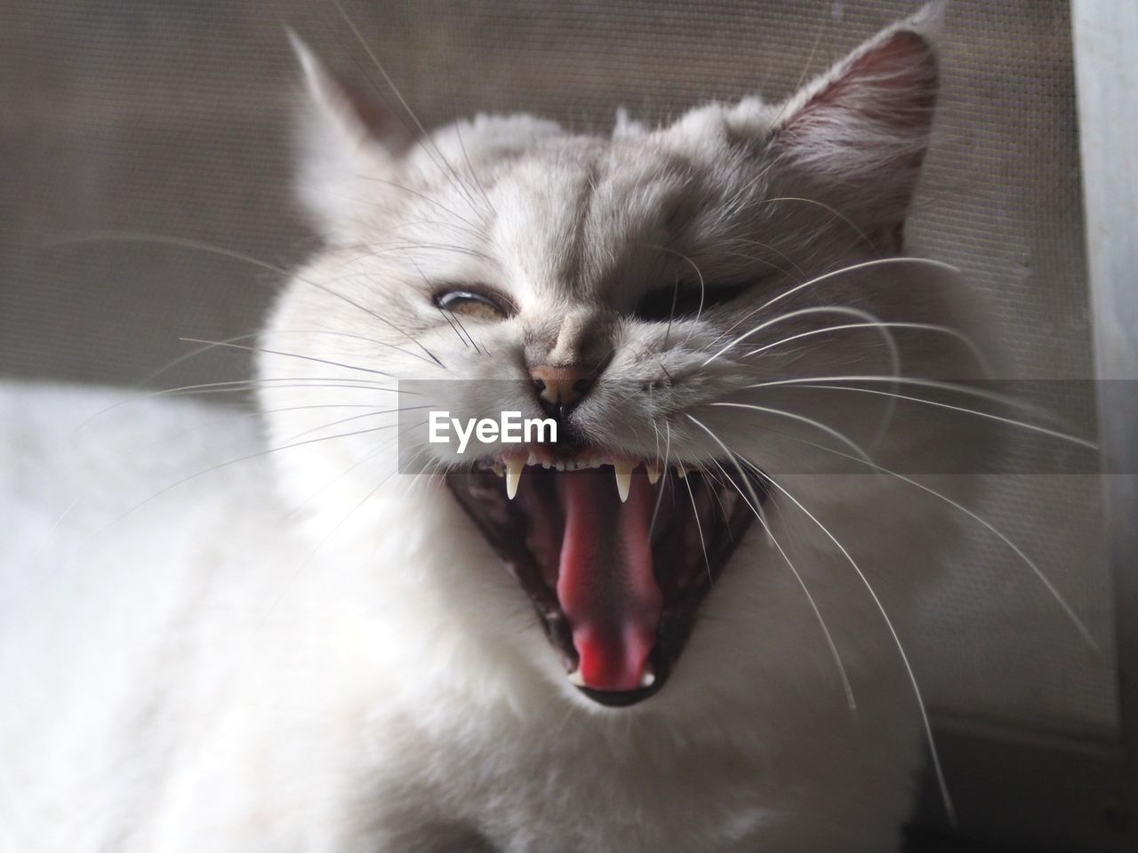 Close-up of cat yawning at home