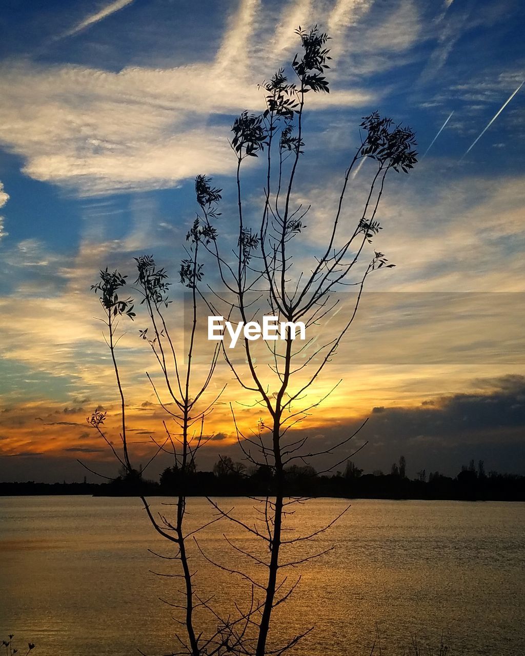 SILHOUETTE TREE BY LAKE AGAINST SKY DURING SUNSET