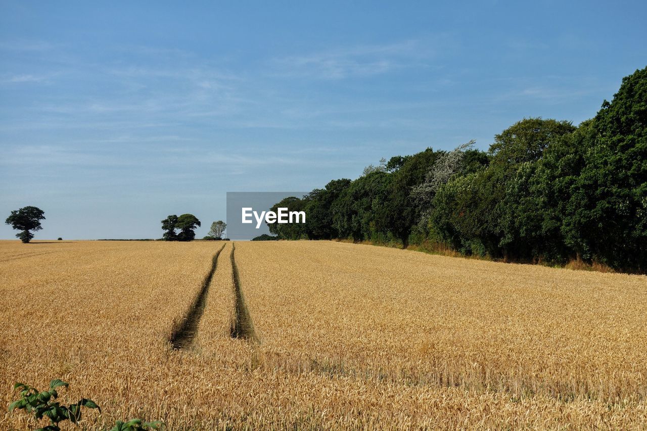 Trees on field against sky