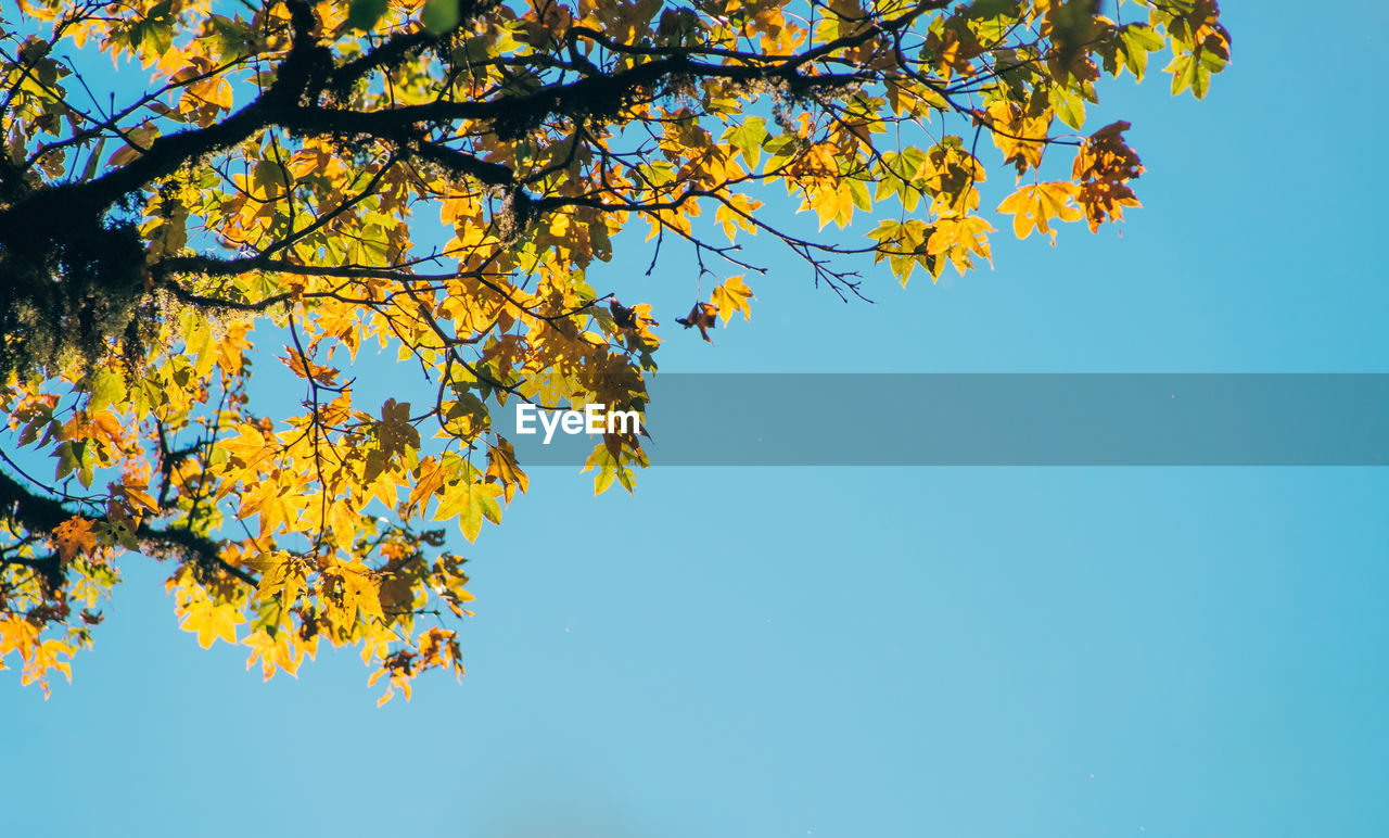 tree, plant, branch, nature, sky, autumn, leaf, beauty in nature, plant part, blue, low angle view, yellow, clear sky, no people, sunlight, tranquility, growth, outdoors, day, scenics - nature, environment, copy space, idyllic, orange color, landscape, maple tree, sunny, tranquil scene