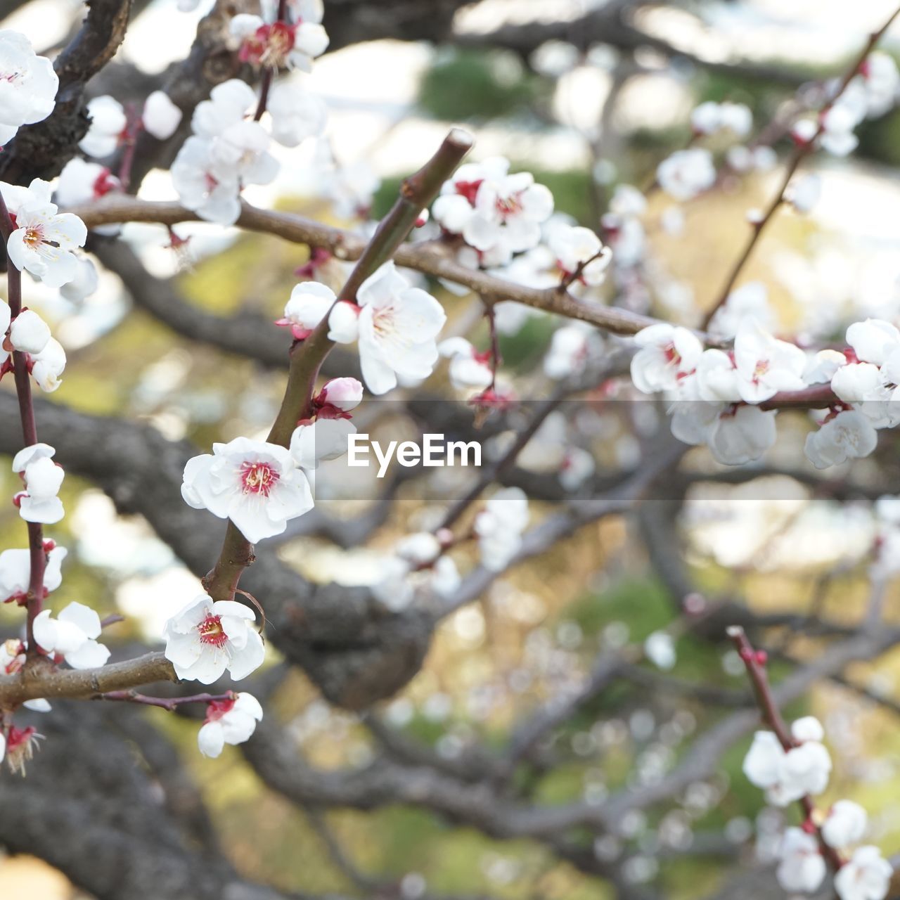 CLOSE-UP OF WHITE BLOSSOM