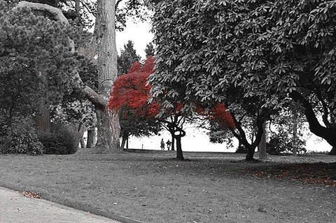 TREES IN AUTUMN