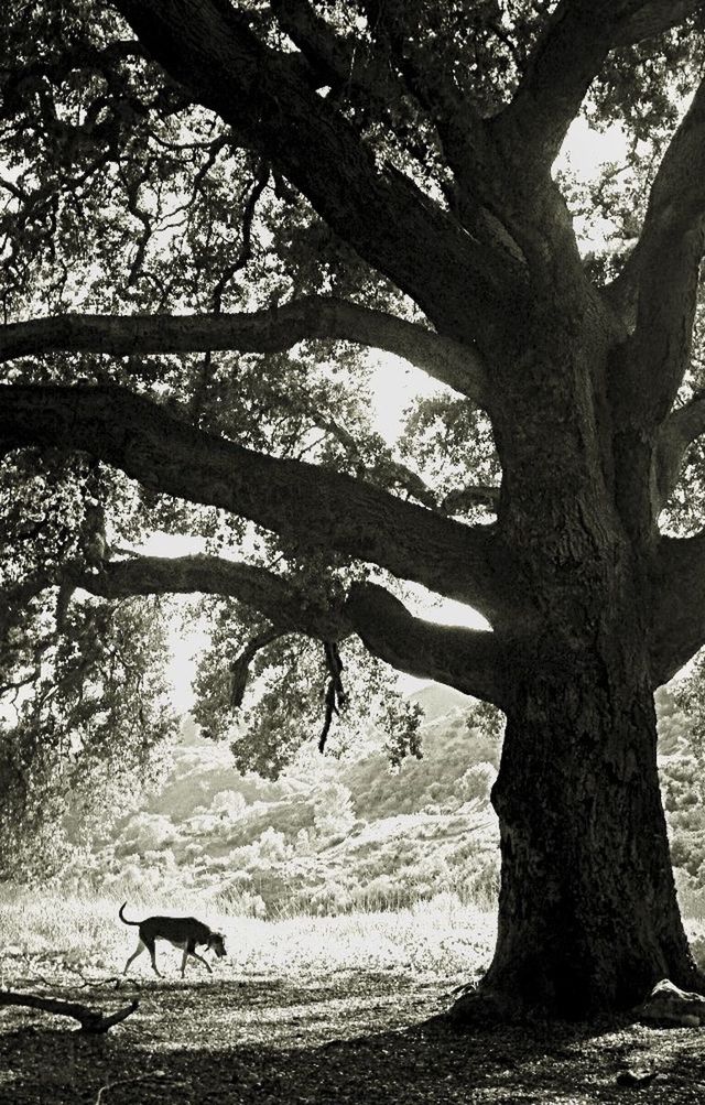 BARE TREES IN FOREST