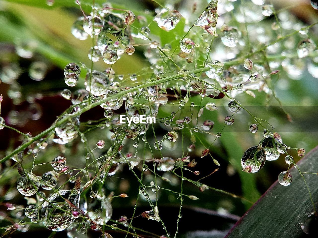 Close-up of wet plant during rainy season