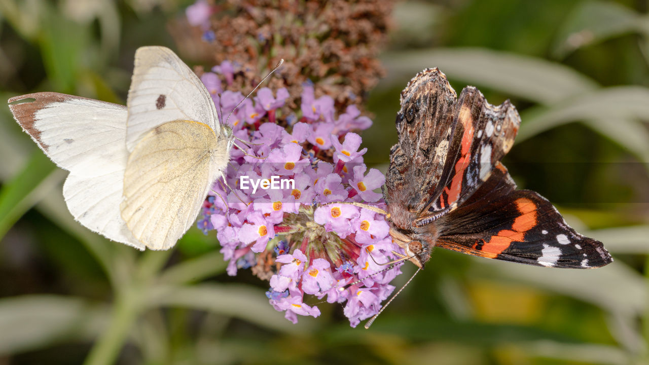 BUTTERFLY ON PURPLE FLOWER