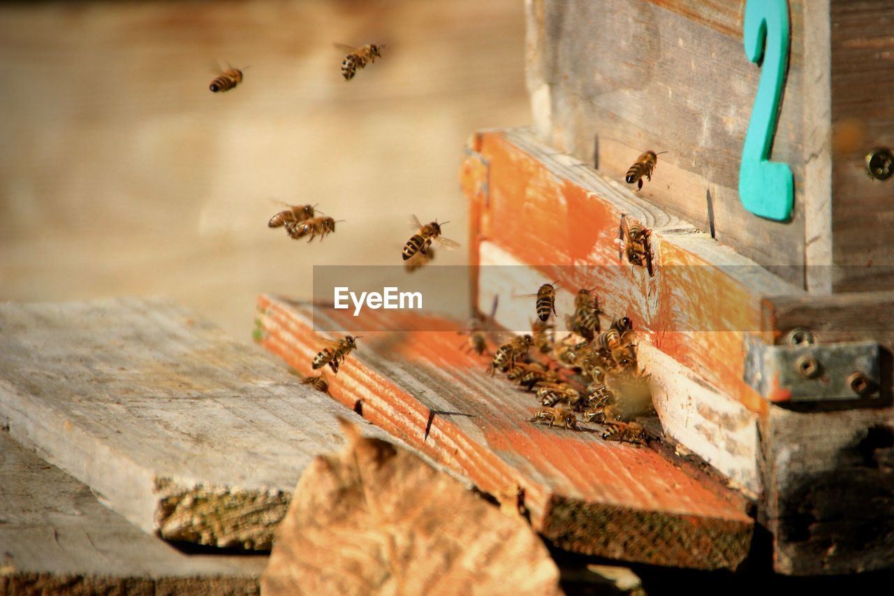 Close-up of bees by wooden container