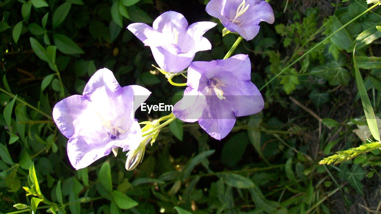 plant, flower, flowering plant, beauty in nature, freshness, petal, growth, fragility, close-up, inflorescence, flower head, nature, purple, wildflower, no people, plant part, leaf, day, outdoors, botany, green, springtime, focus on foreground, white, blossom