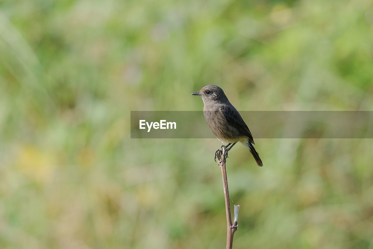 Close-up of bird perching on plant