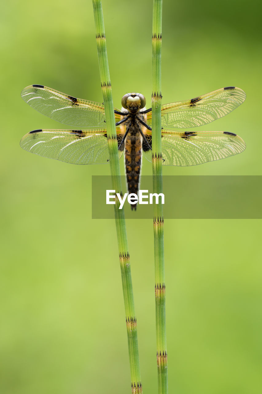 CLOSE-UP OF DRAGONFLY