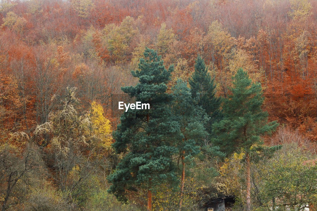 Pine trees in forest during autumn