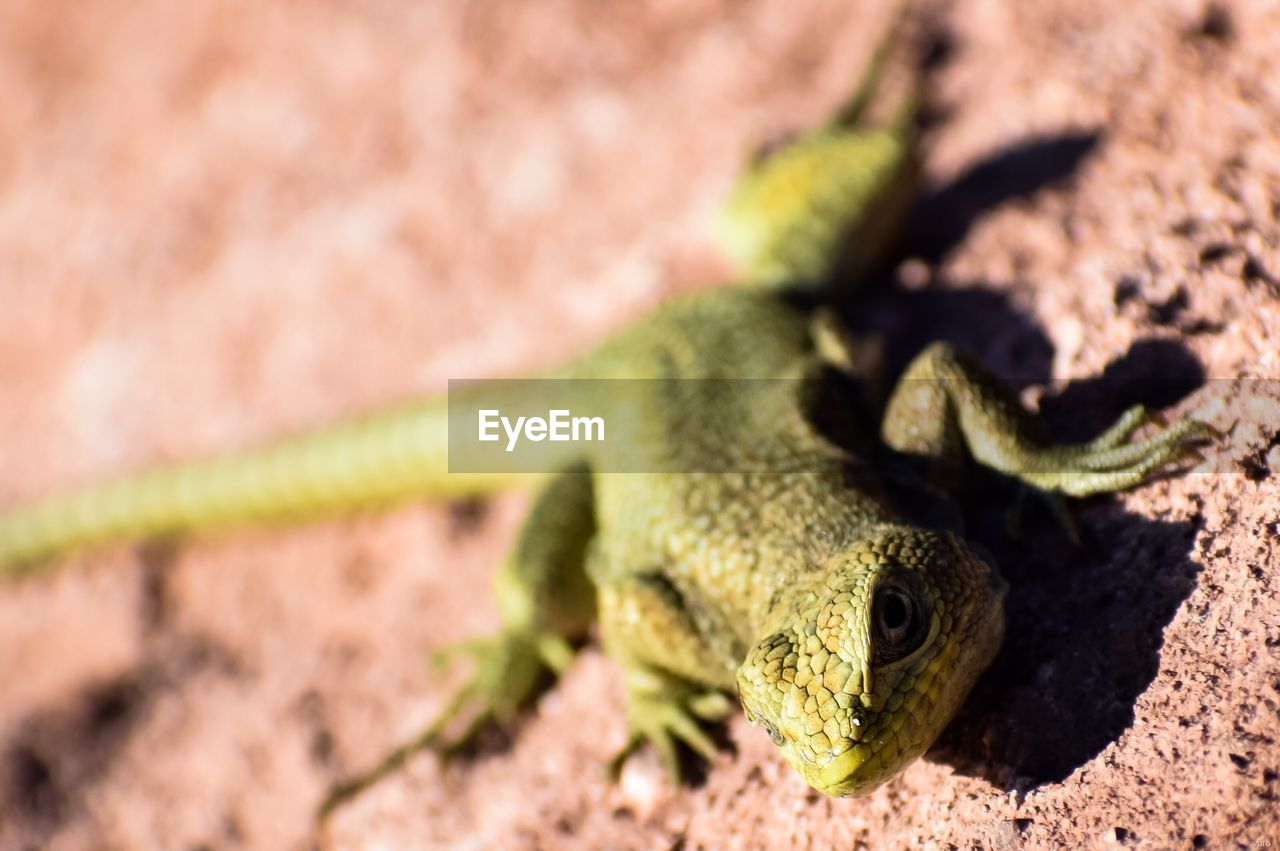 CLOSE-UP OF A LIZARD