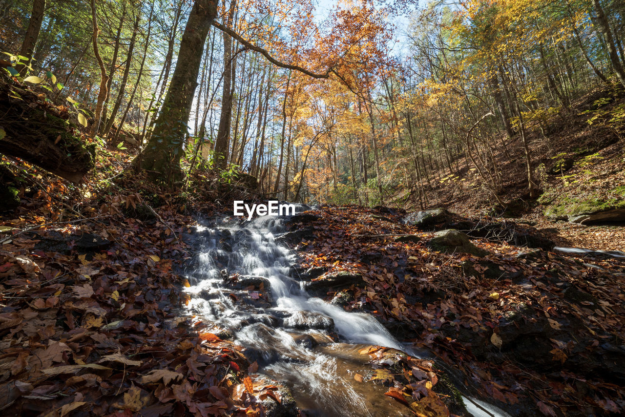 SCENIC VIEW OF STREAM FLOWING THROUGH FOREST