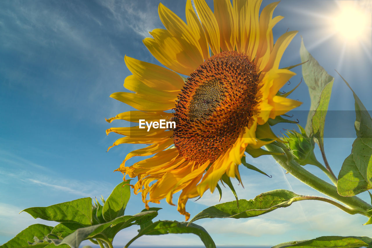 Close-up of sunflower