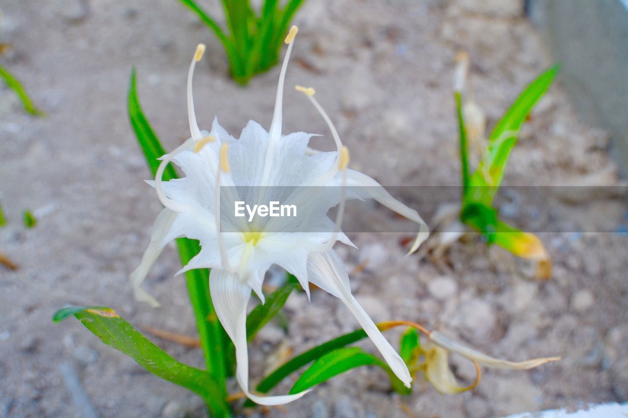 CLOSE-UP OF WHITE FLOWER