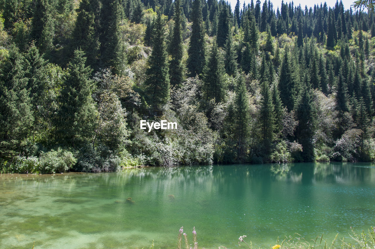 View of pine trees in lake