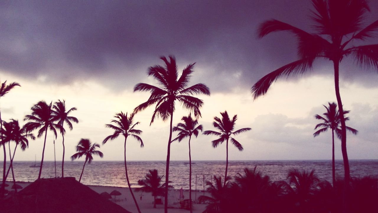 SCENIC VIEW OF PALM TREES ON BEACH