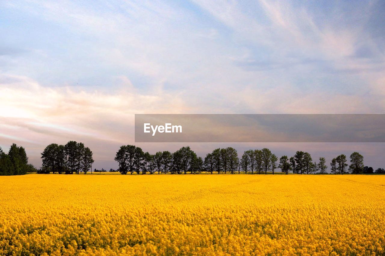 Scenic view of oilseed rape field against sky