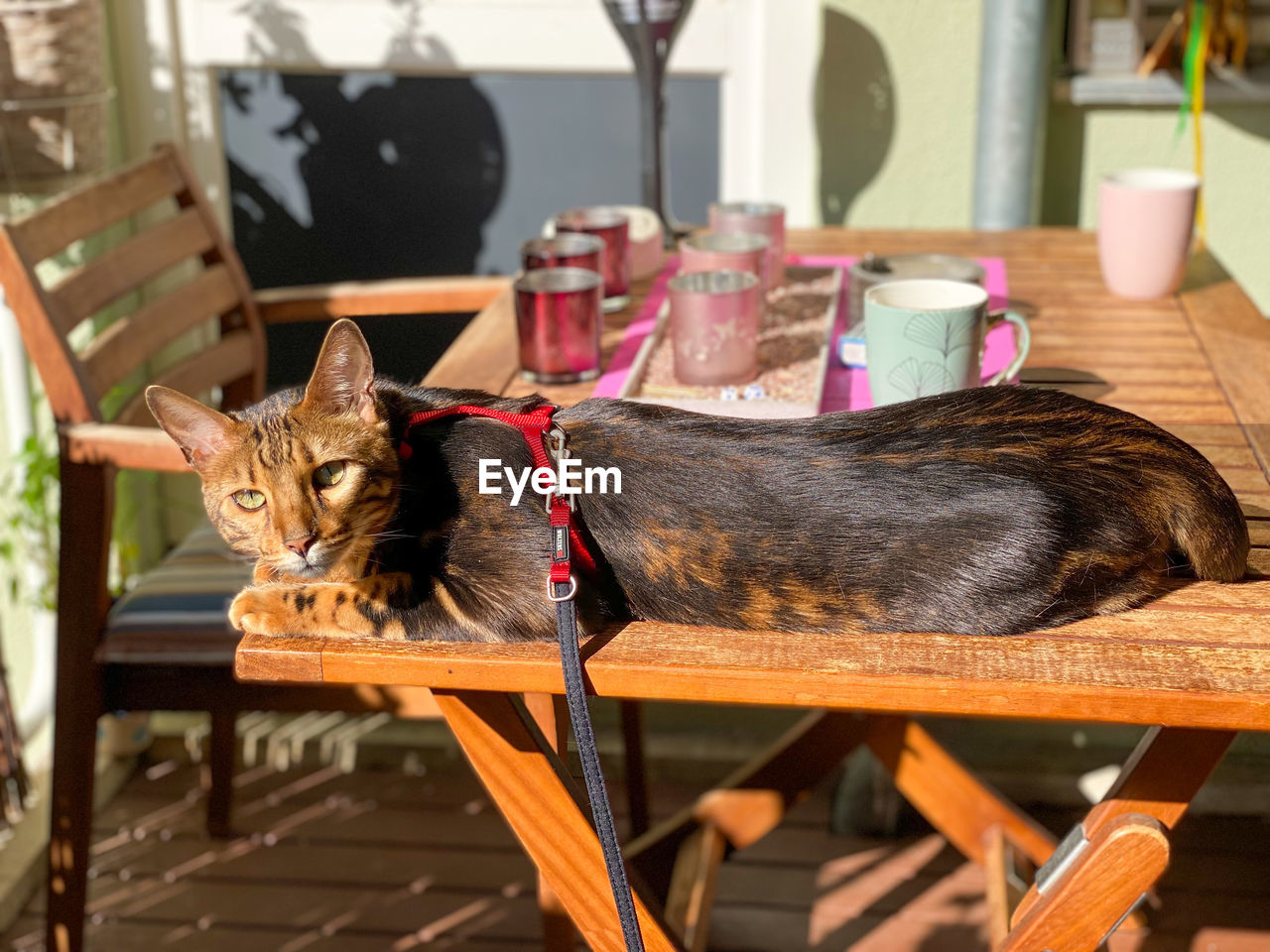 CAT SITTING ON CHAIR BY TABLE AT HOME