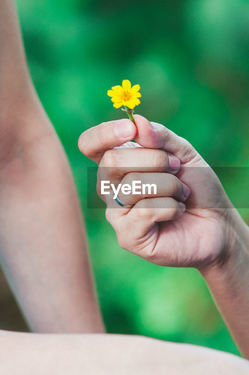 Cropped hand giving yellow flower to person